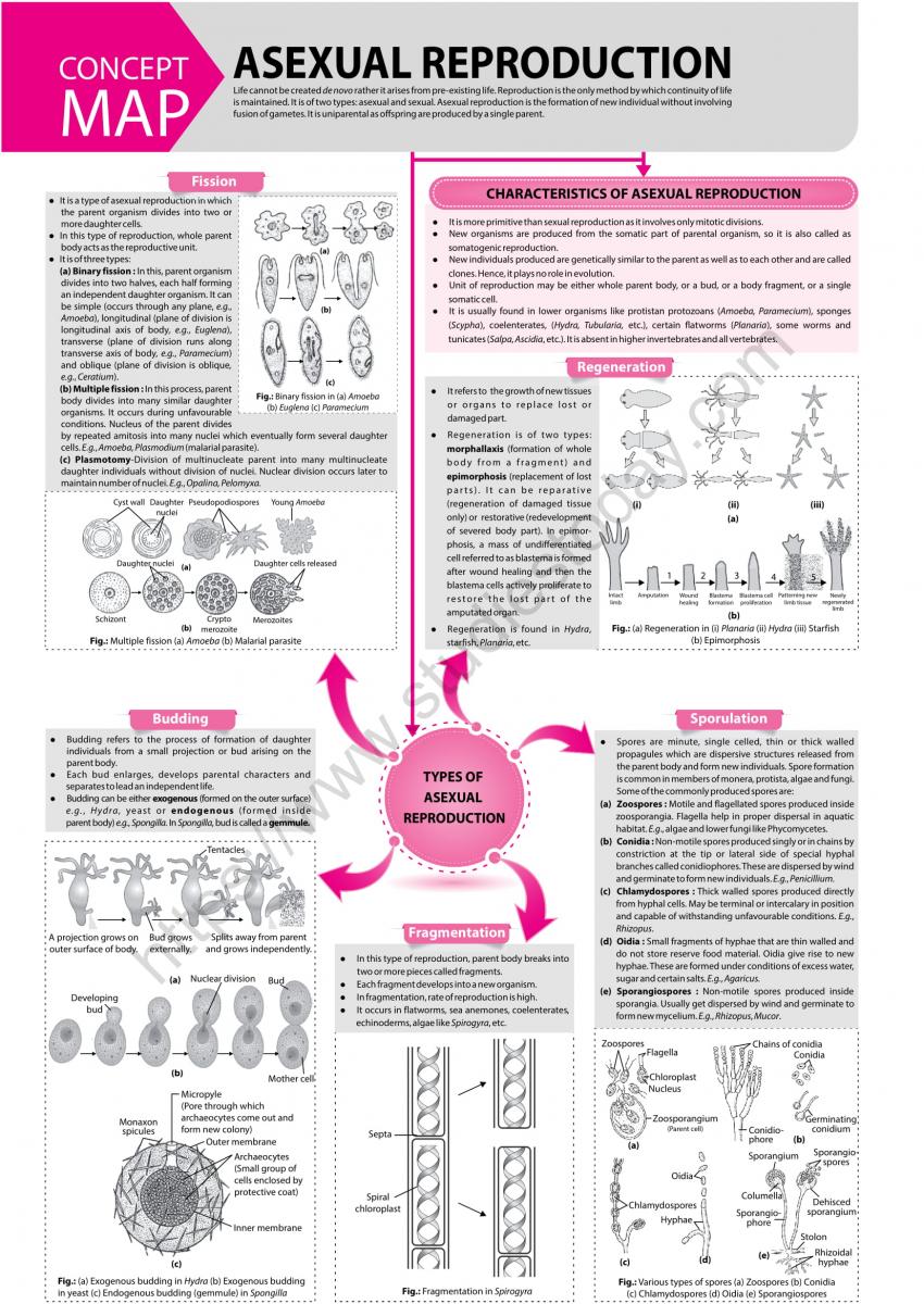 Neet Biology Asexual Reproduction Concept Map Set A 3360